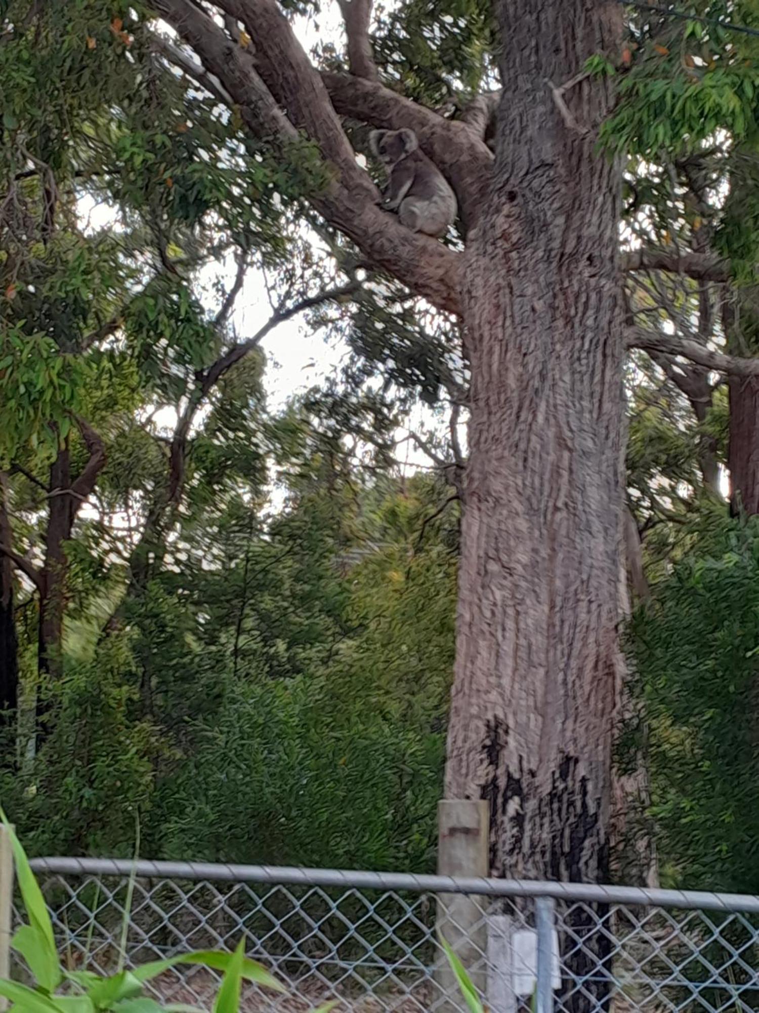 Coola Studio Mallacoota Buitenkant foto