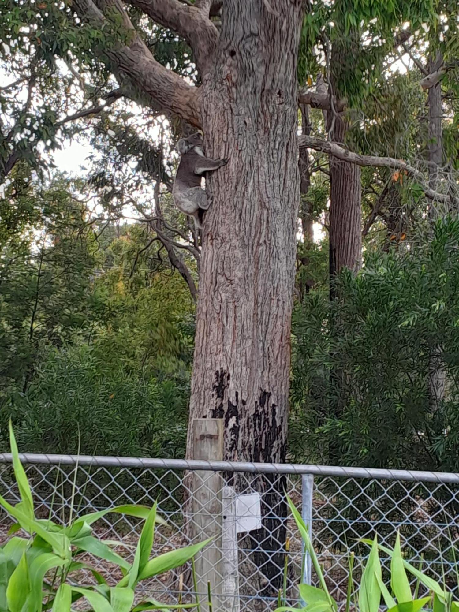 Coola Studio Mallacoota Buitenkant foto