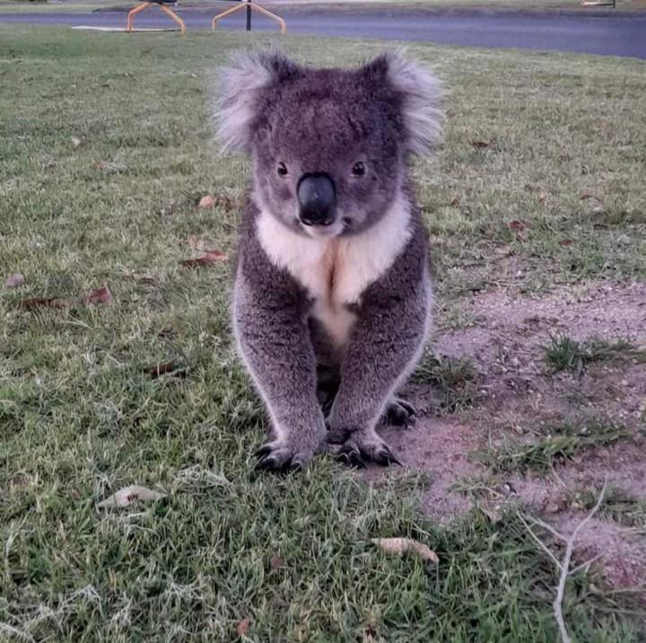 Coola Studio Mallacoota Buitenkant foto